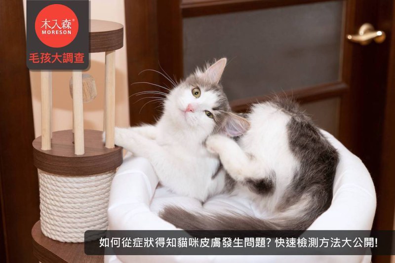 如何從症狀得知貓咪皮膚發生問題? 快速檢測方法大公開!